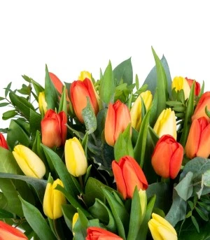 tulpen
