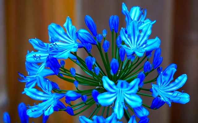 Agapanthus als bloem van de maand
