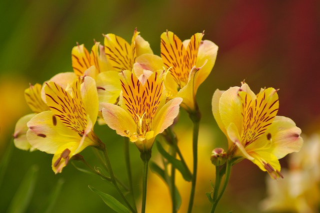 Alstroemeria, bloem van de maand