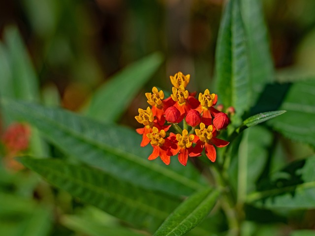 Asclepias als bloem van de maand
