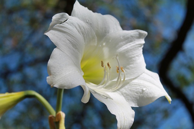 Amaryllis, bloem van de maand