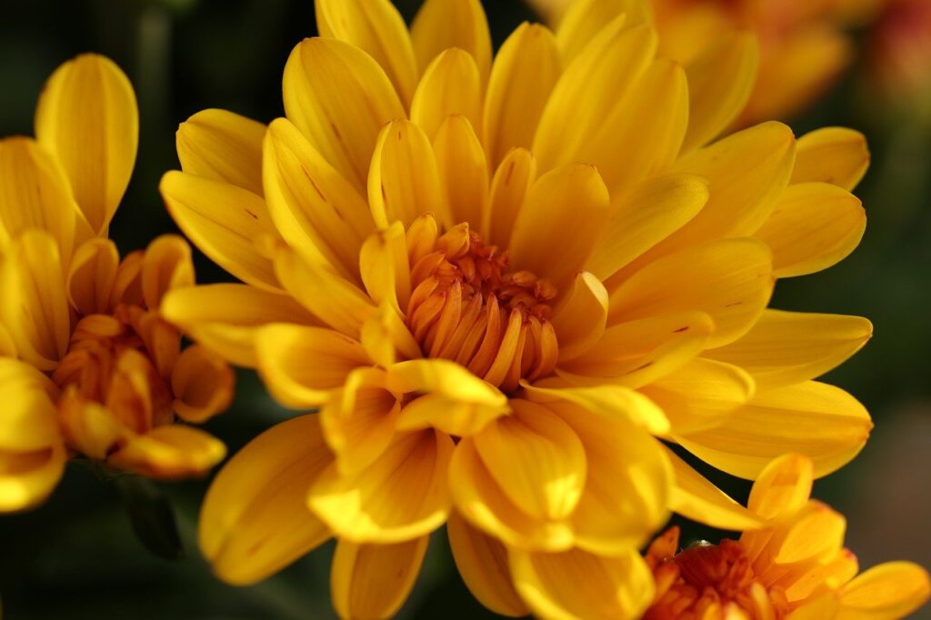 Chrysanten, bloem van de maand