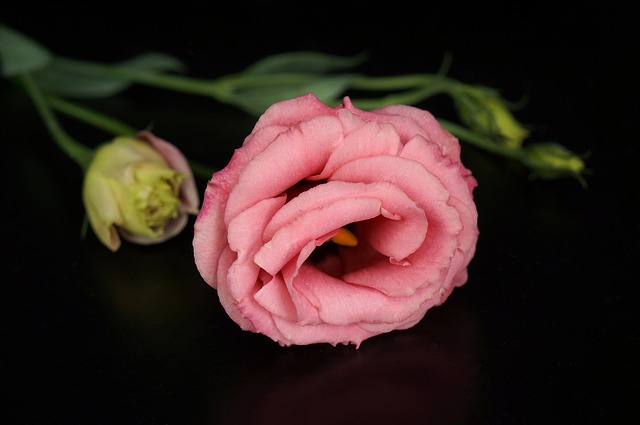 Lisianthus, bloem van de maand