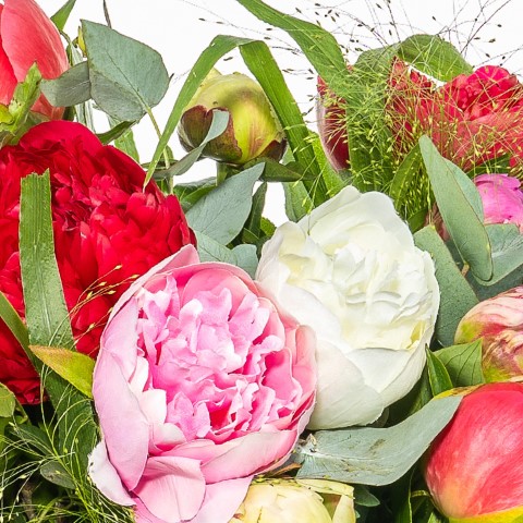 Pioenrozen (paeonia): soorten, seizoen, verzorging en betekenis