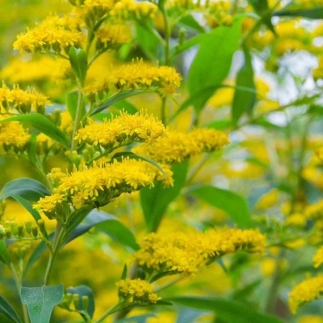 Solidago, bloem van de maand