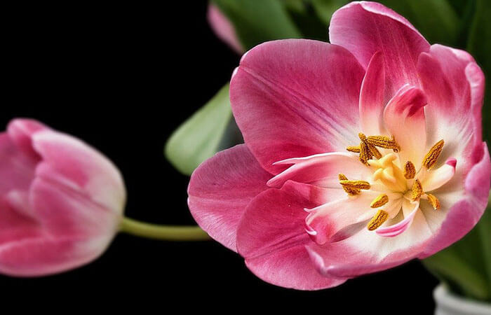 Tulpen, bloem van de maand