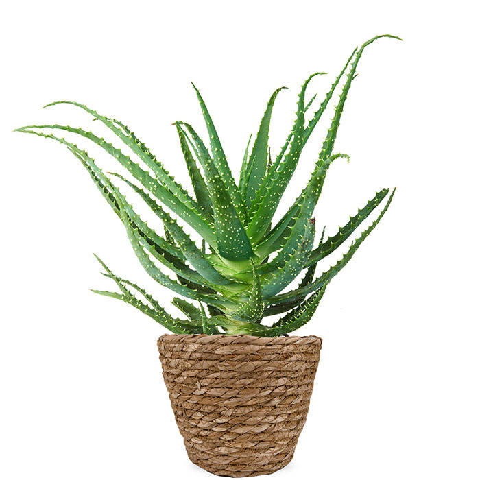 Aloe Vera kamerplant