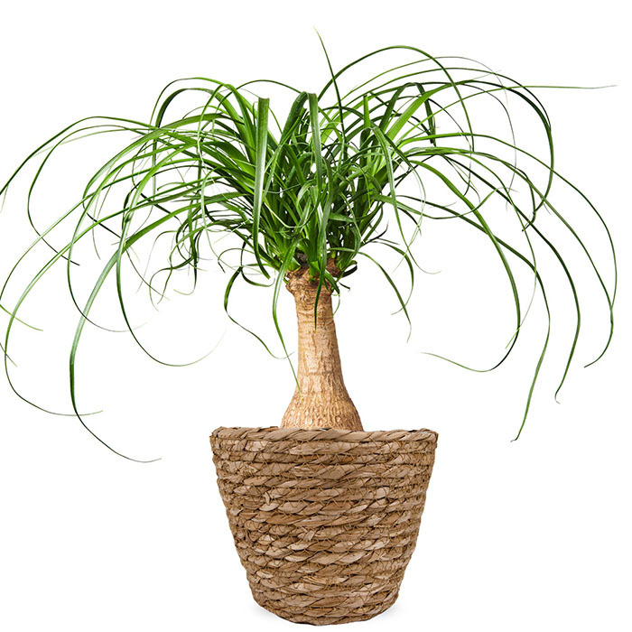 Beaucarnea kamerplant