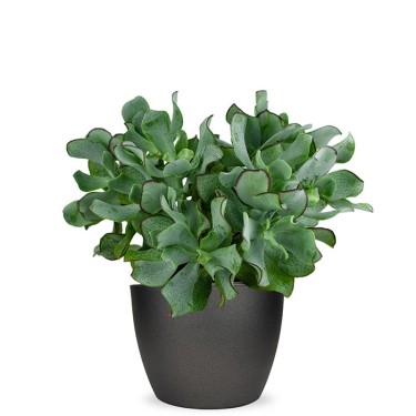 Crassula arborescens voor 22,95