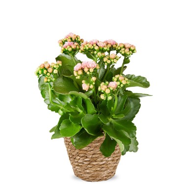 Kalanchoë kamerplant voor 19,95