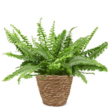 Nephrolepis kamerplant voor 22,95