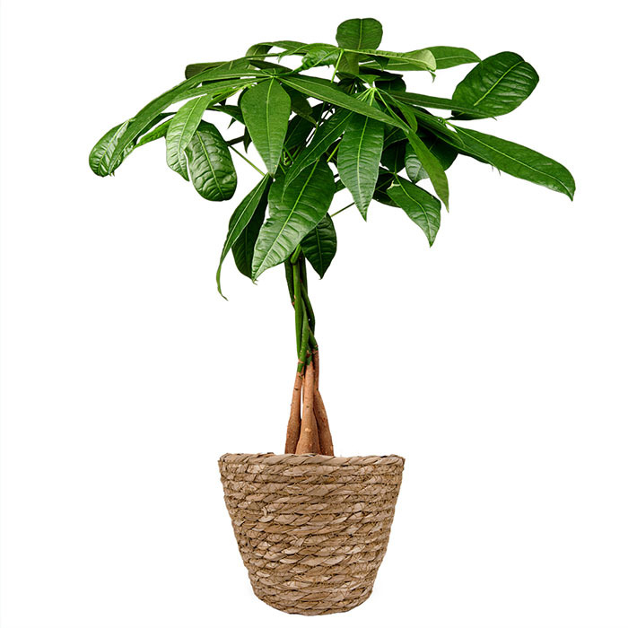 Pachira kamerplant