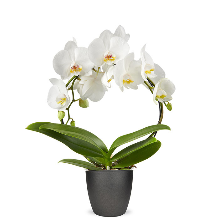 Phalaenopsis wit boog