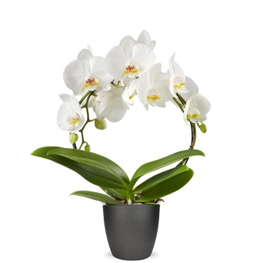 Phalaenopsis wit boog voor 36,95