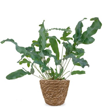 Phlebodium kamerplant voor 22,95