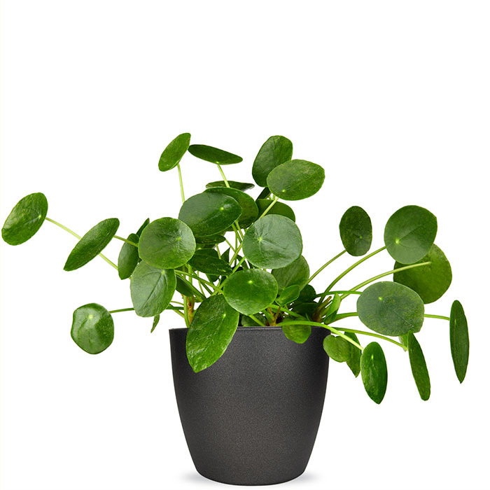 Pilea Pannenkoeken plant