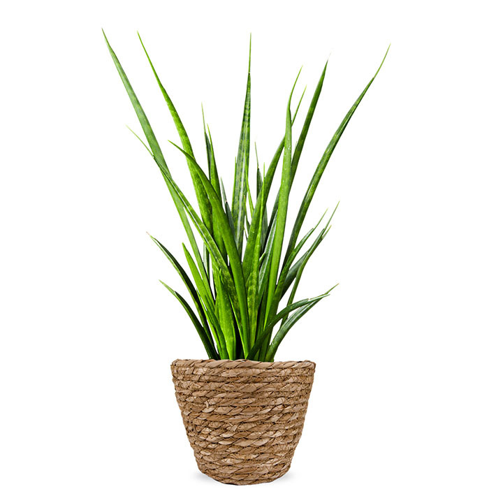 Sansevieria kamerplant