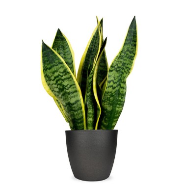 Sansevieria Futura voor 28,95