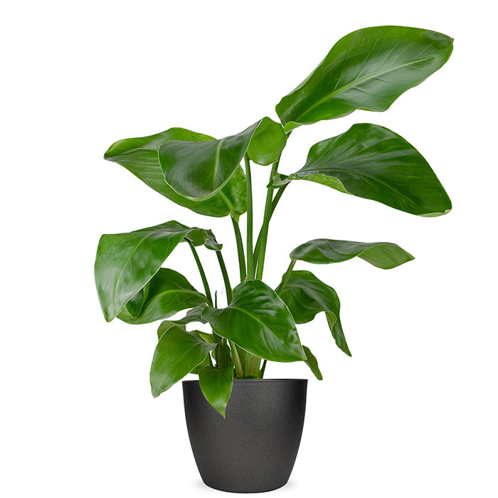 Strelitzia kamerplant