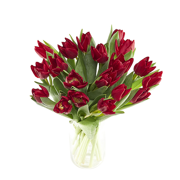Rode Tulpen