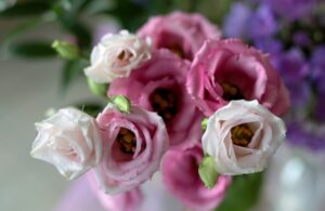 Lisianthus roze wit